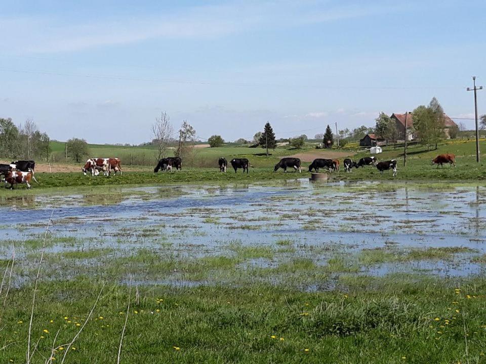 Apartmán Miejsce Mocy Mazury Kolno  Exteriér fotografie